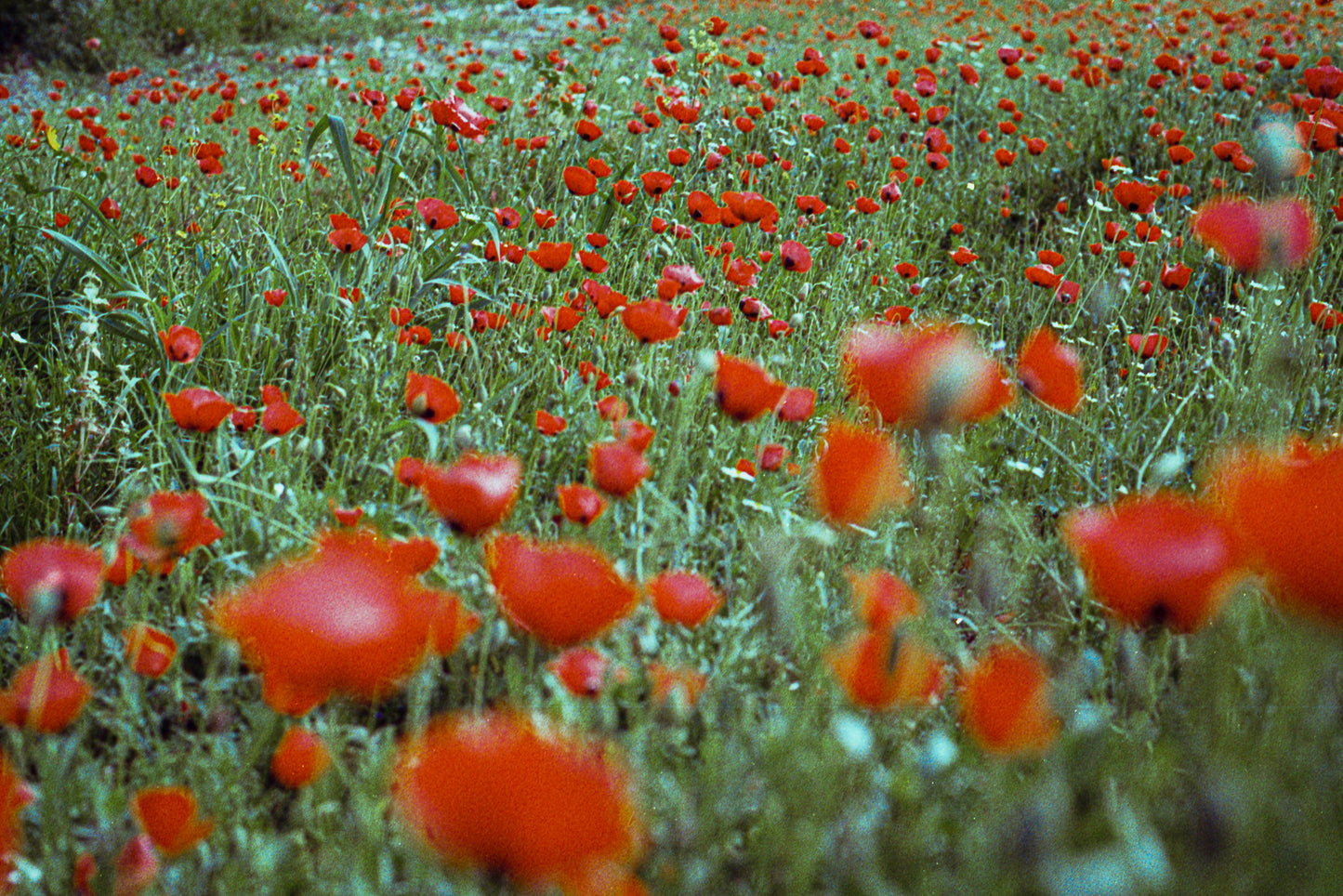 dahnoon field