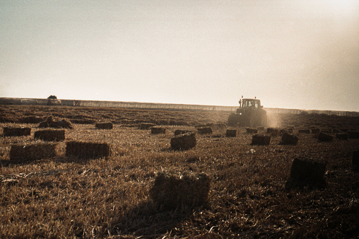 qamih - harvest 5