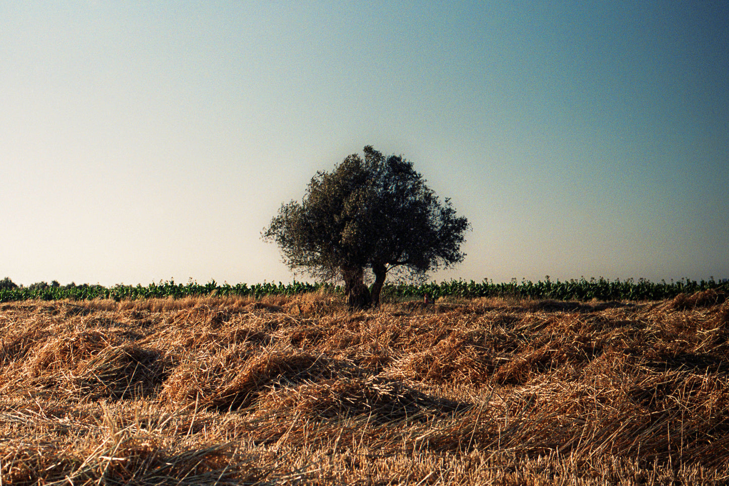 qamih - harvest 8