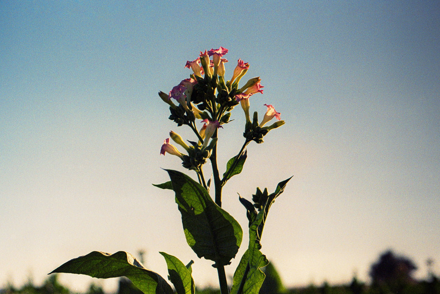 dokhan flower