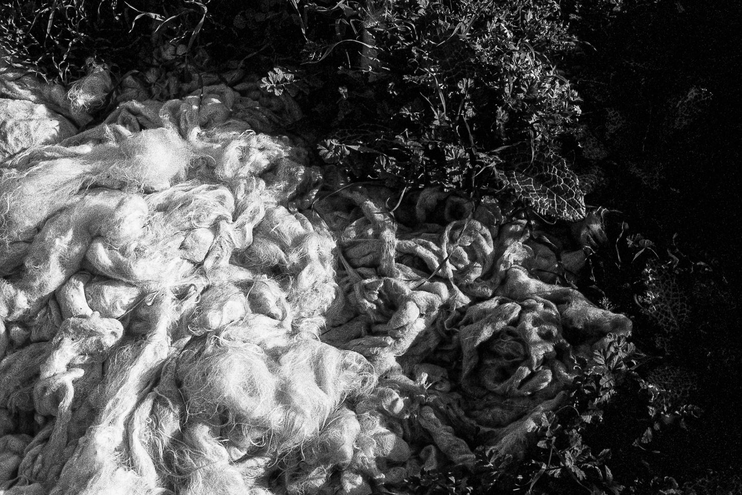 wool and thorn