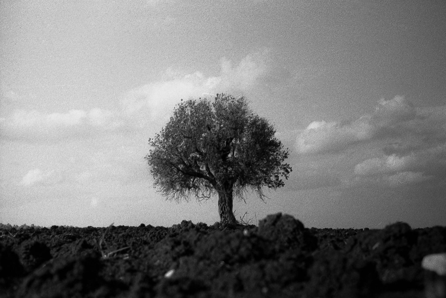 the next olive tree