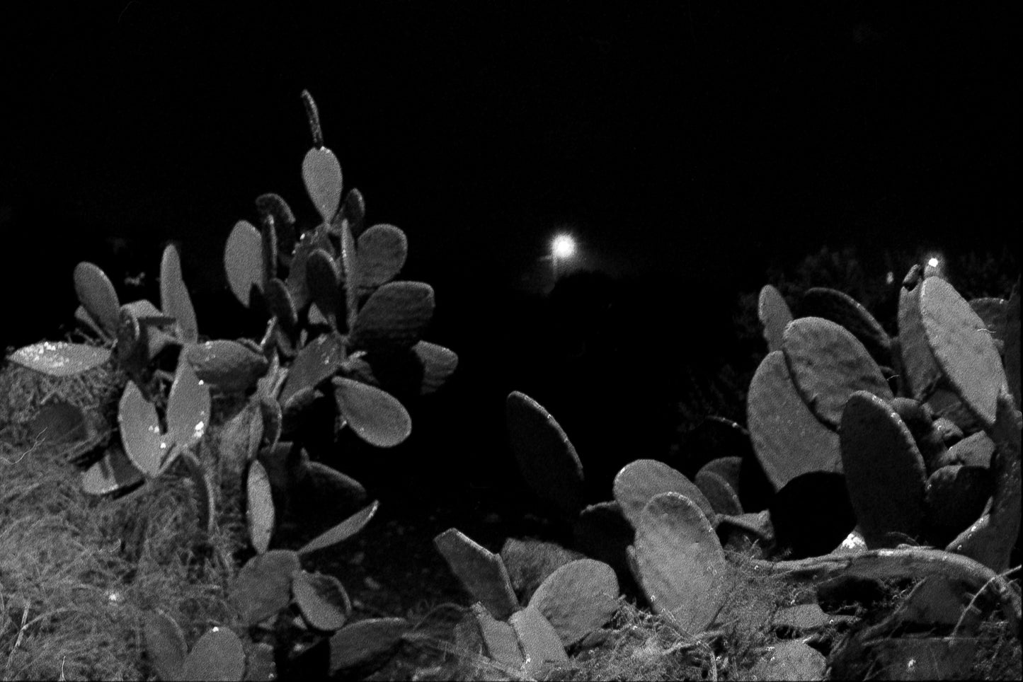 cactus under rain