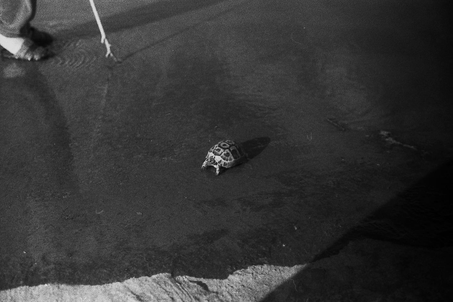smol turtle