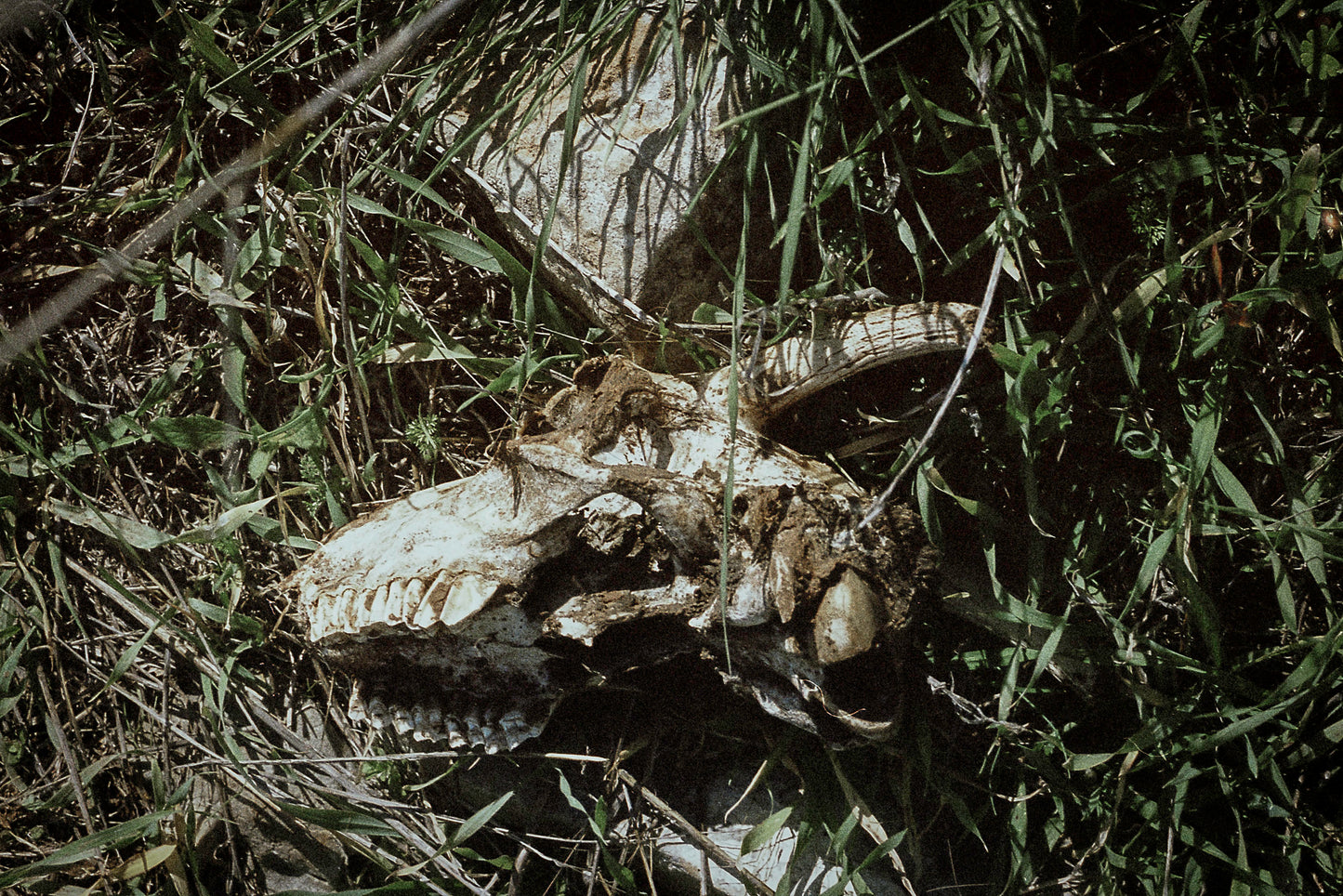 sheep skull