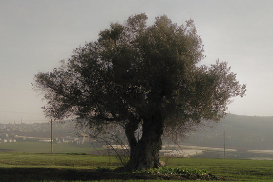 zaytooneh
