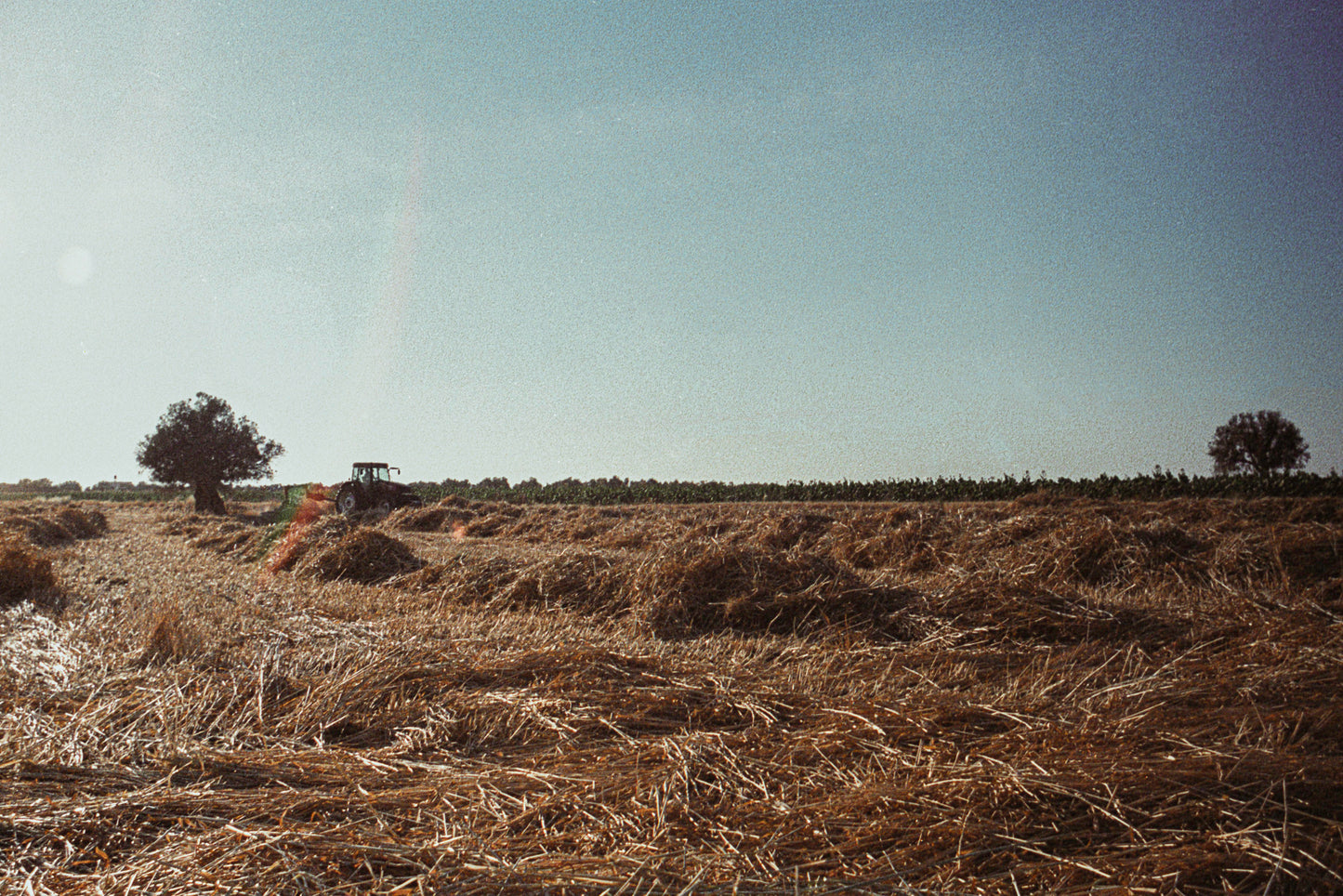 qamih - harvest