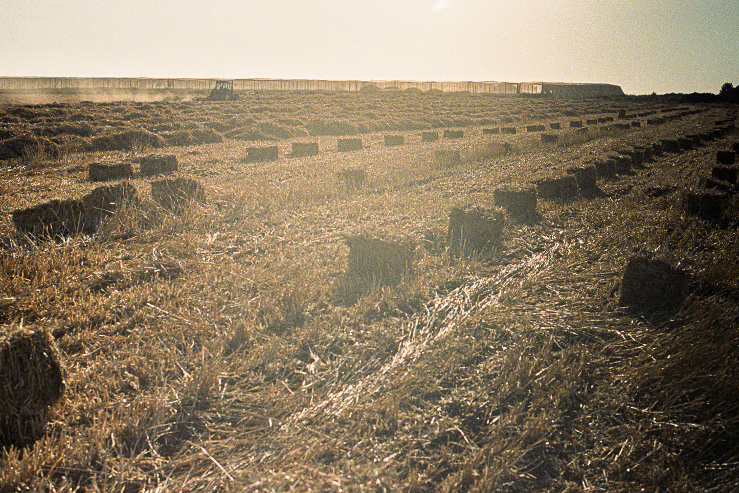 qamih - harvest 7