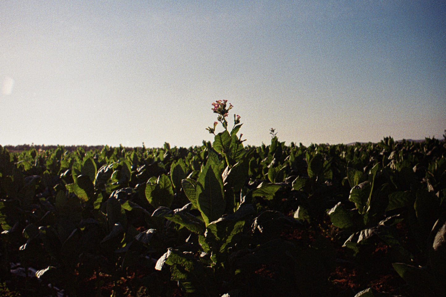 dokhan field