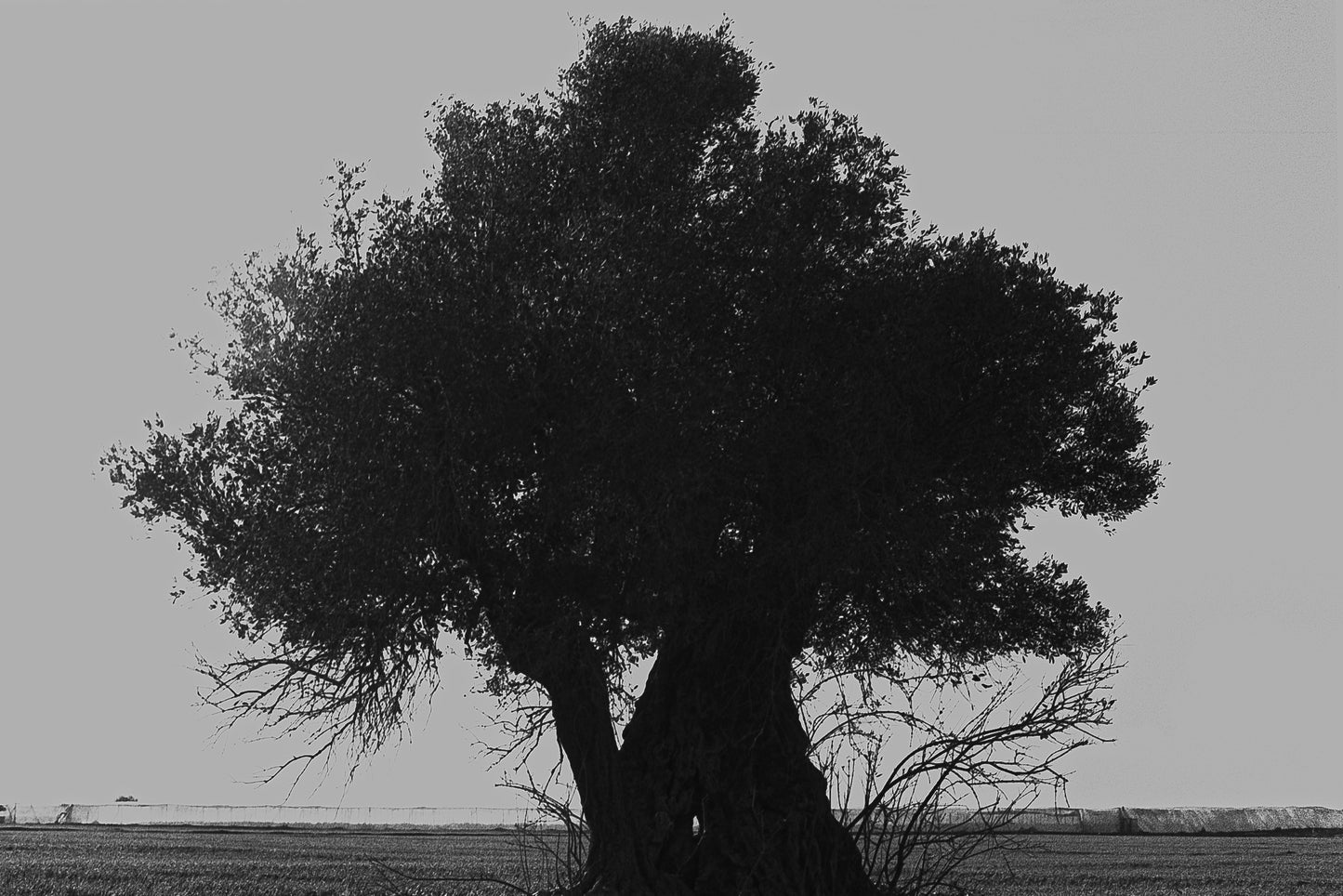the olive tree