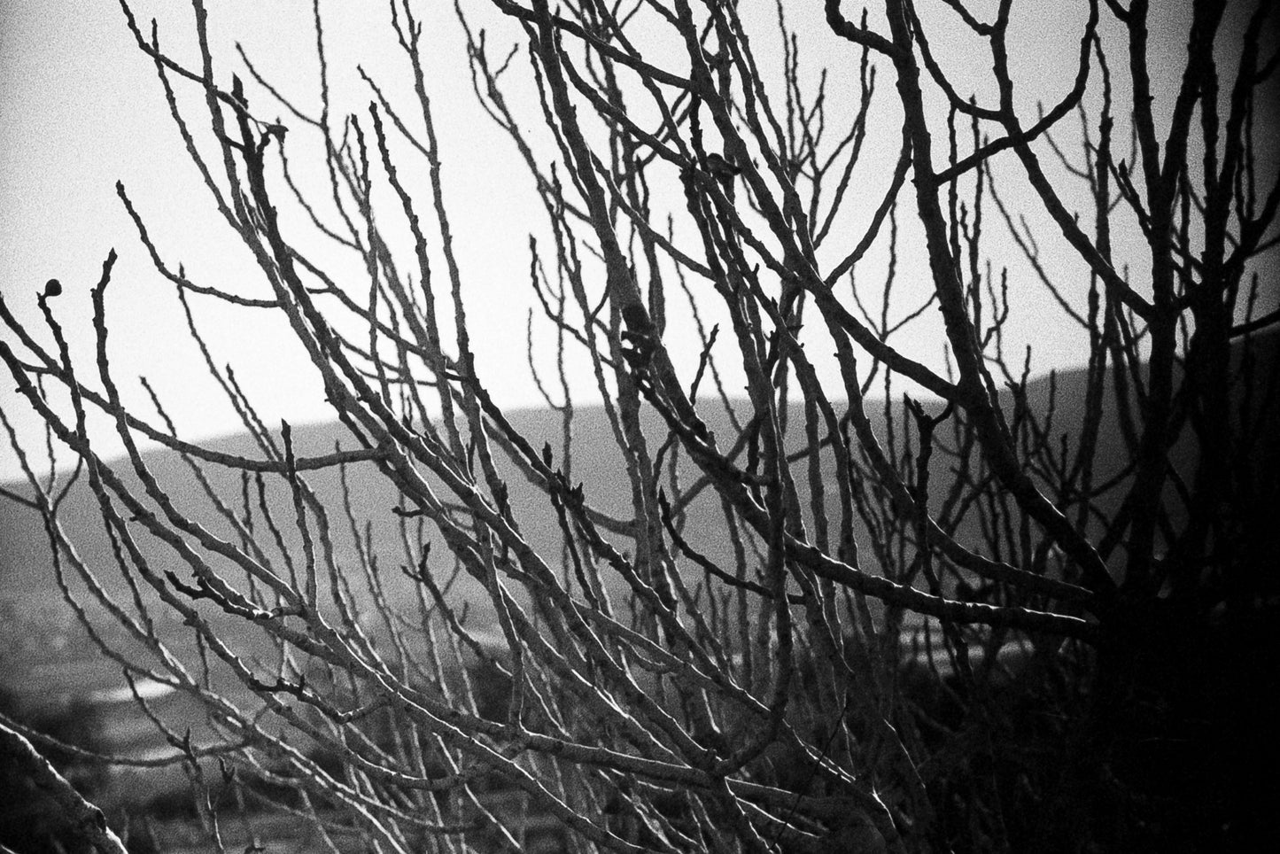 the fig tree