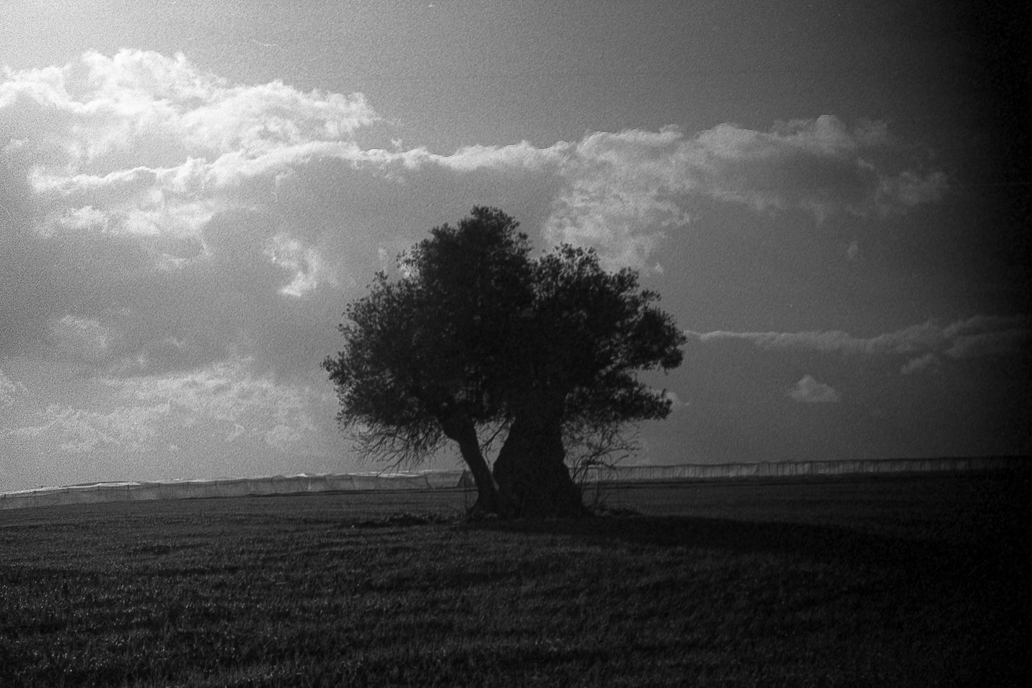 that olive tree
