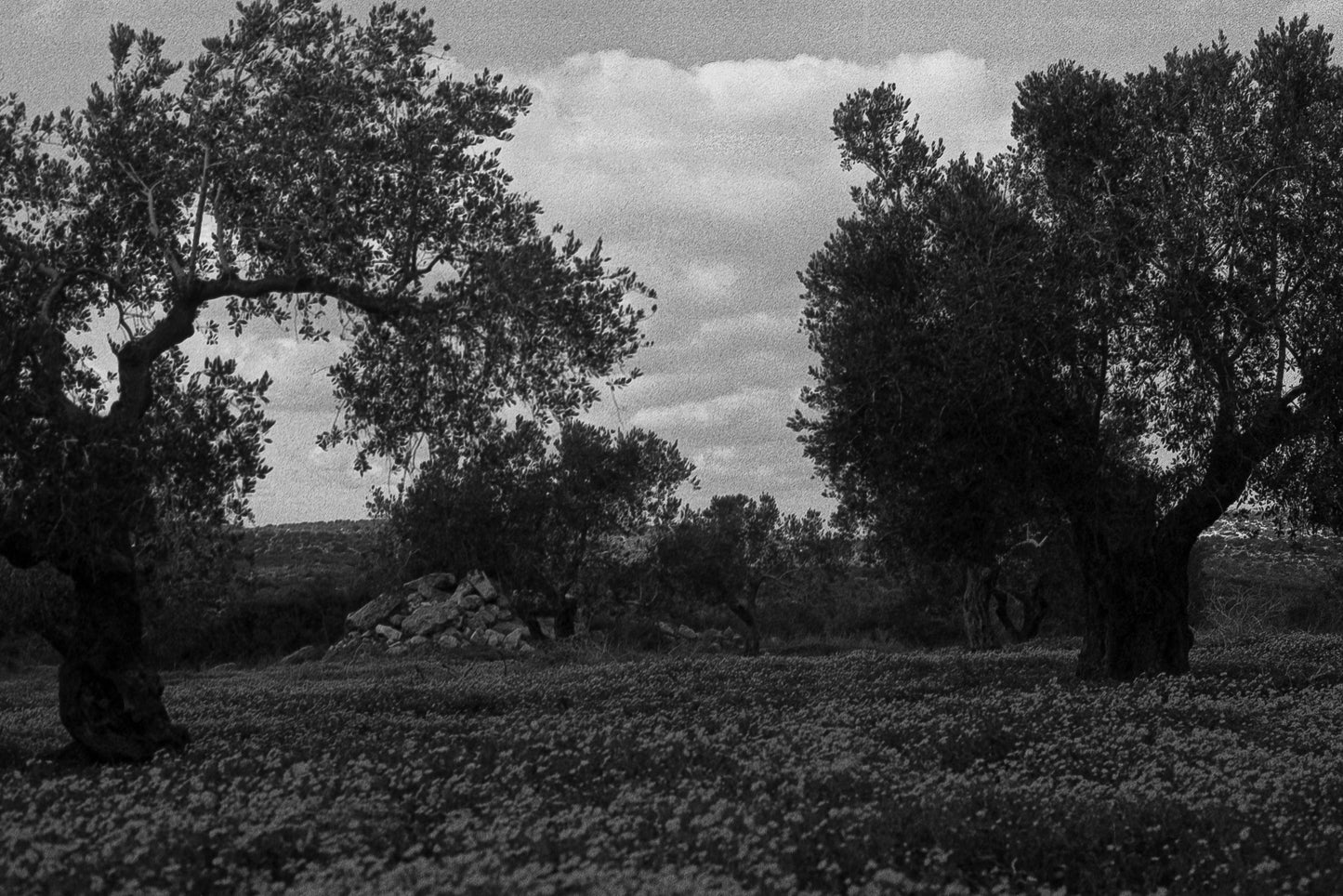 olive flowery field