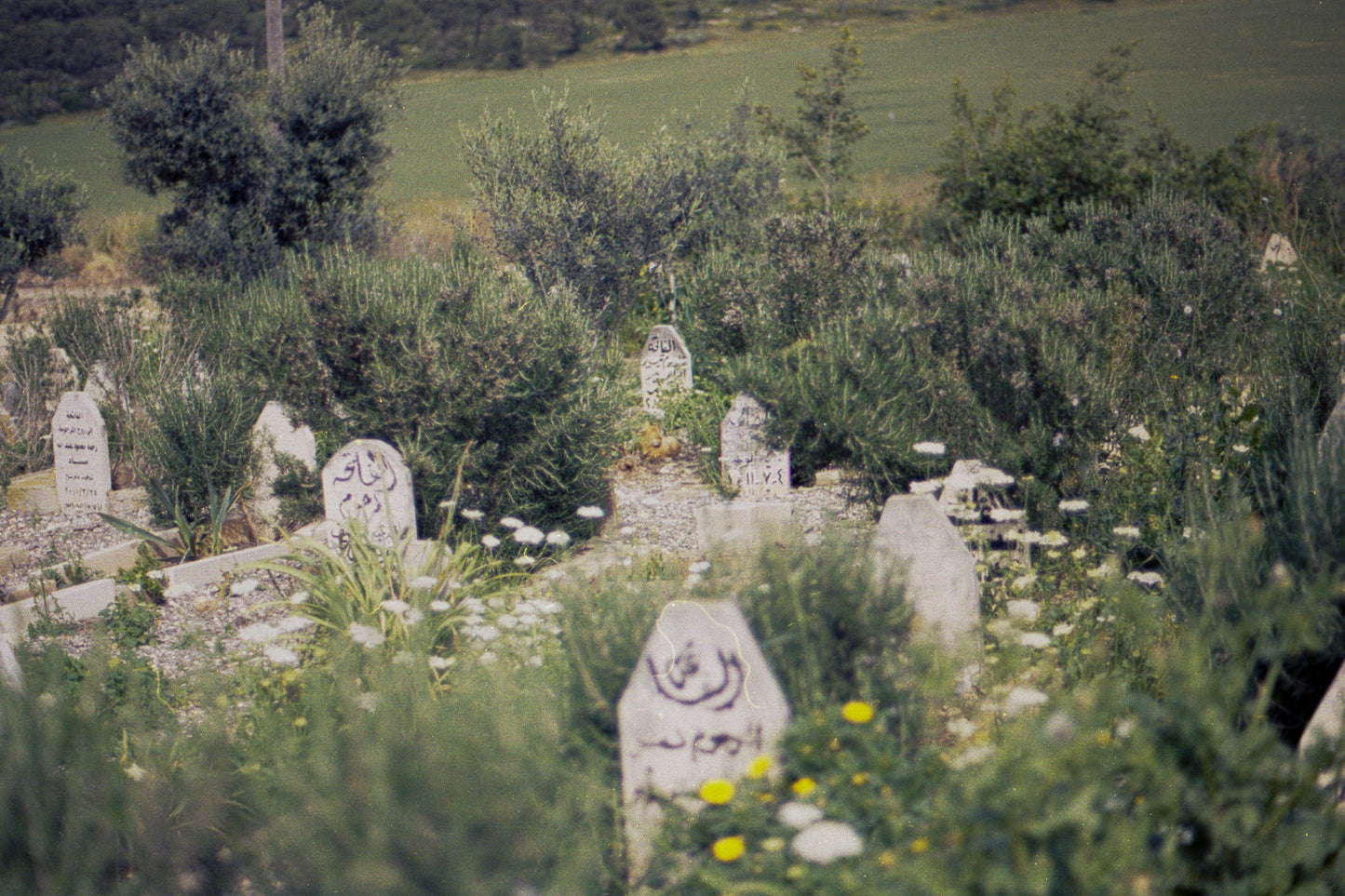 graveyard at the Green Line fence - مقبرة عند سياج الخط الأخضر