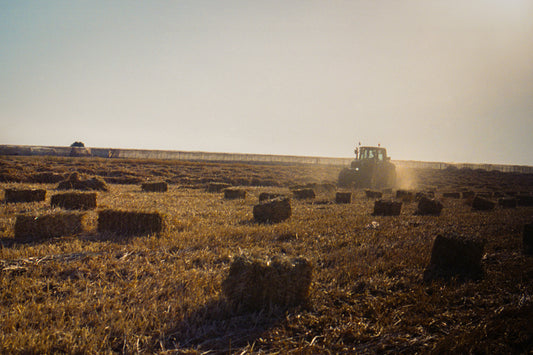 the golden bales - بالات من ذهب