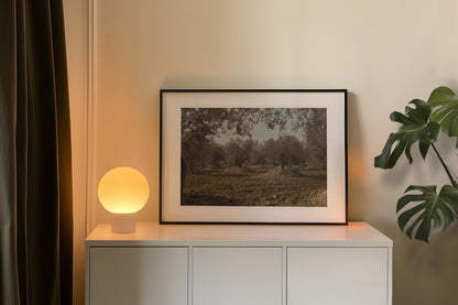 the olive grove - حقل الزيتون