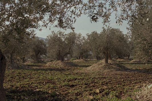 the olive grove - حقل الزيتون