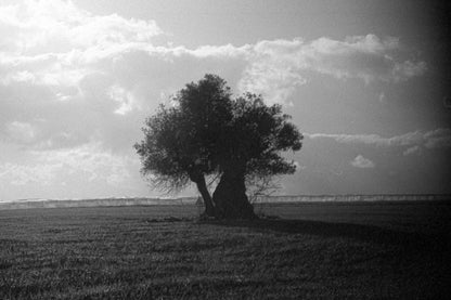the olive tree - شجرة الزيتون