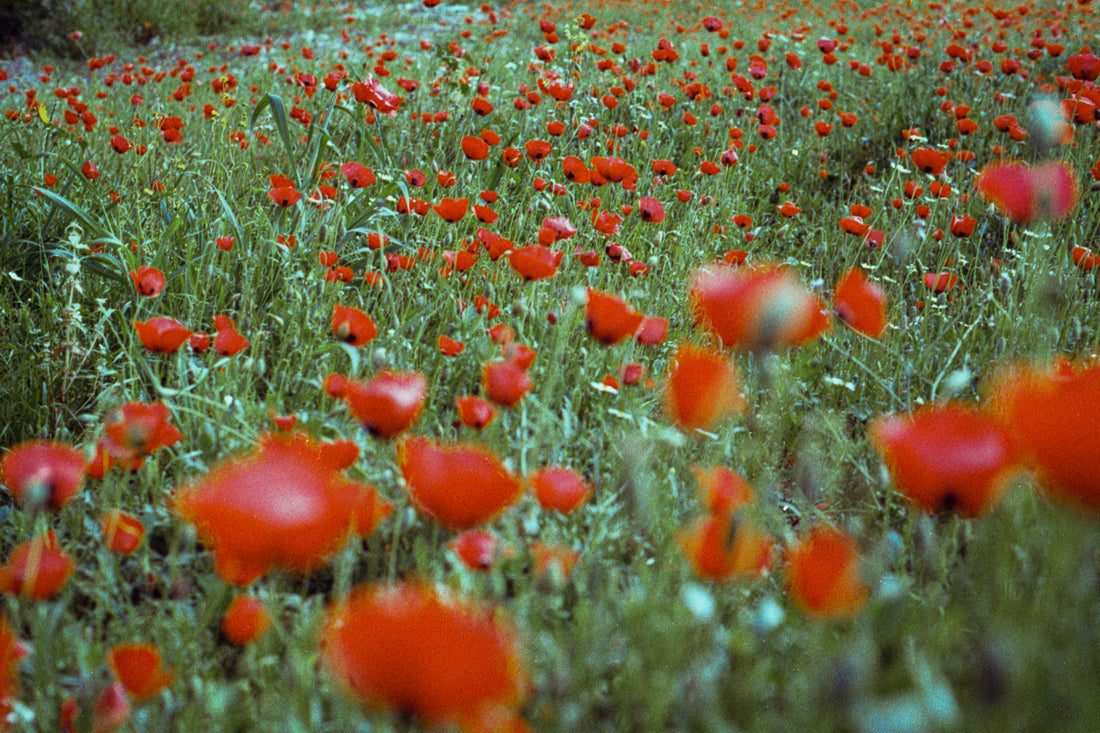 the poppy field - حقل الدحنون