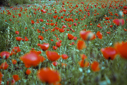 the poppy field - حقل الدحنون