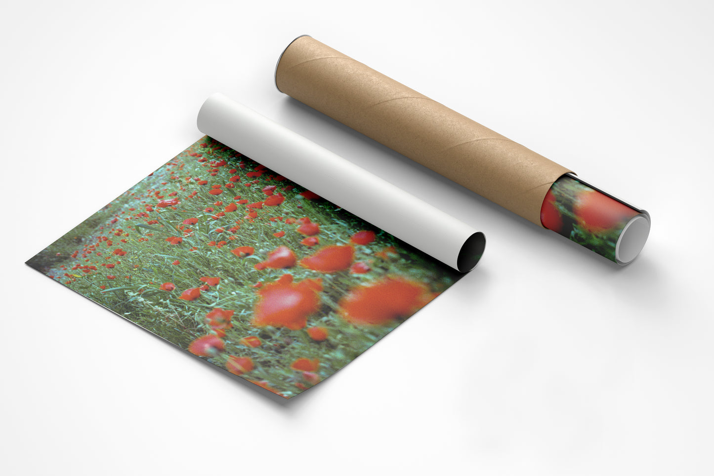 the poppy field - حقل الدحنون