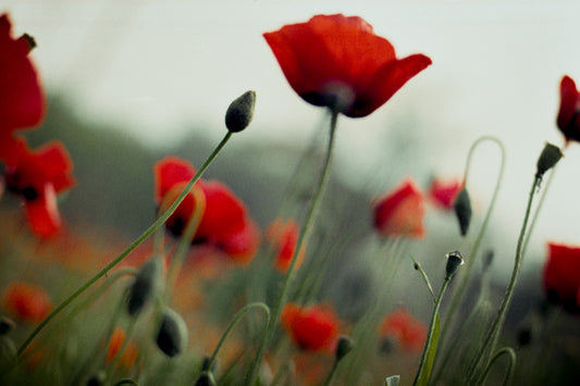 the swaying dahnooneh - الدحنونة التي ترقص