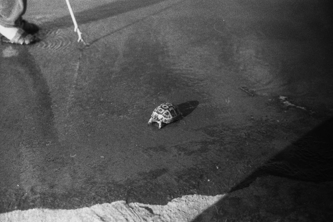 the turtle - القرقعة