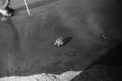 the turtle - القرقعة