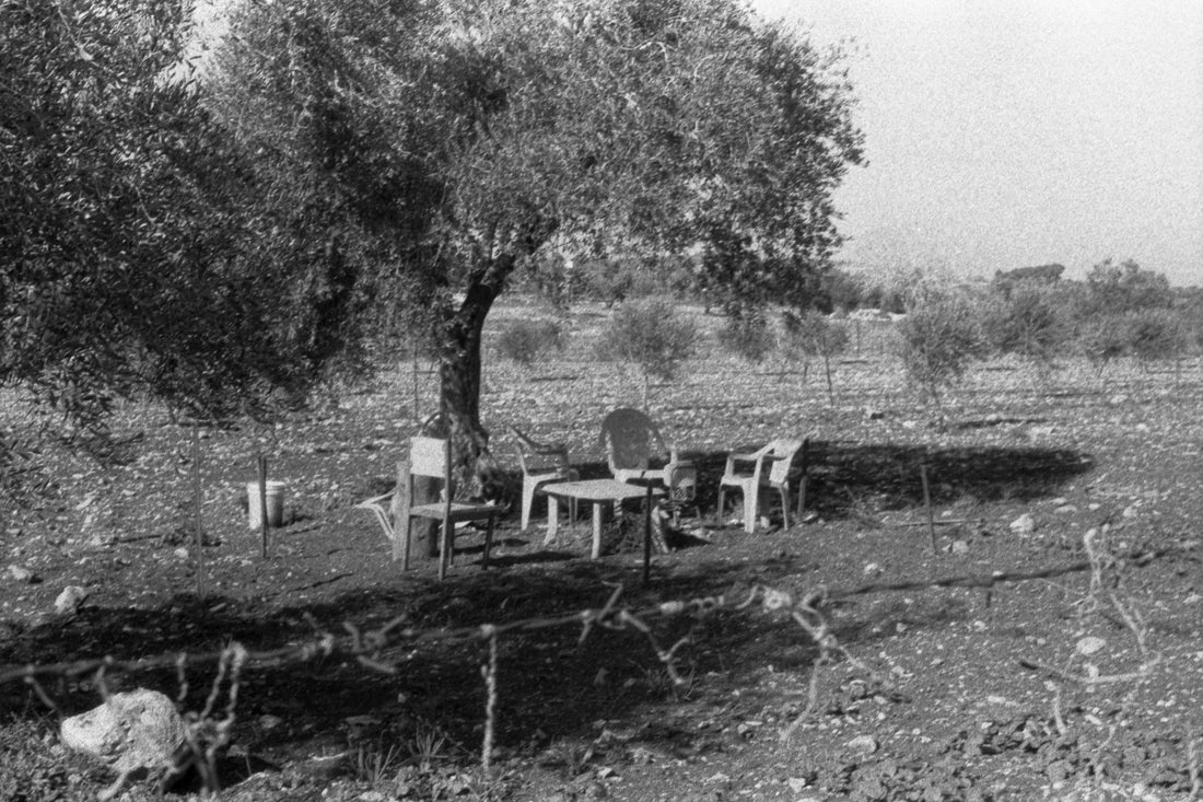 under the shade of the olive tree - تحت ظل شجرة الزيتون
