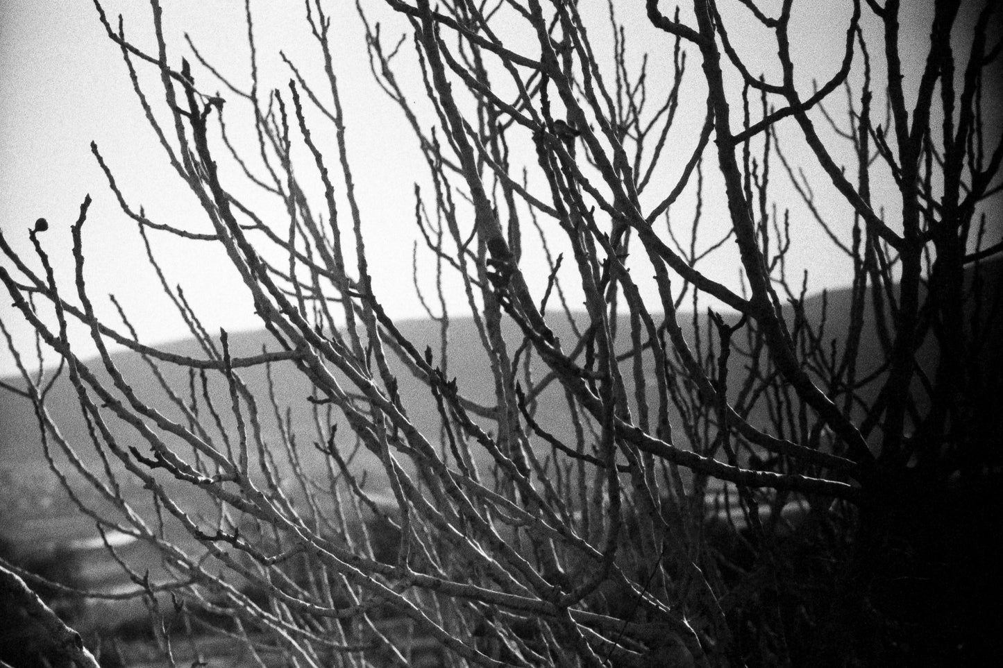 winter figs - تين الشتاء