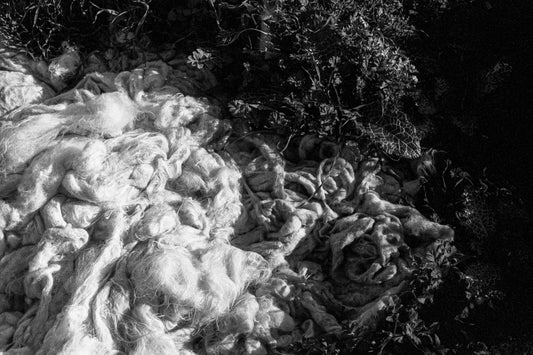 wool - صوف
