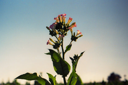 zahra of tobacco - زهرة الدخان